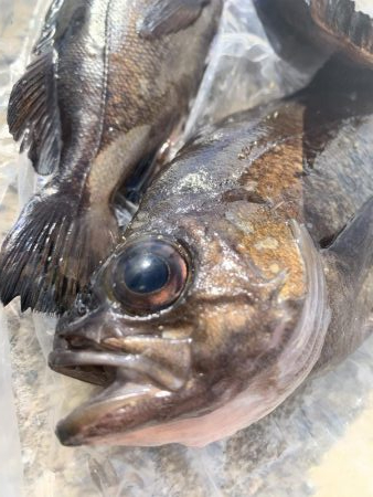 ナイトメバリング♪