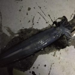 ラストチャンス