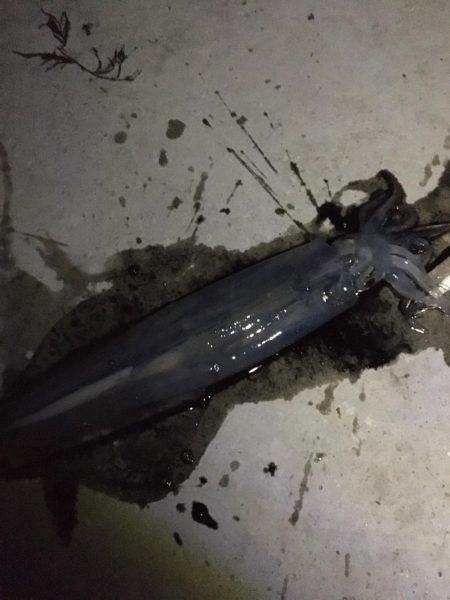 ラストチャンス