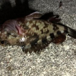 常滑　電気ウキ