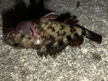 常滑　電気ウキ