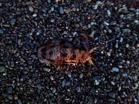 ボチボチ　春イカの季節かなぁー