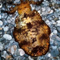 まだ　小型ですが、何とか一杯確保です!!