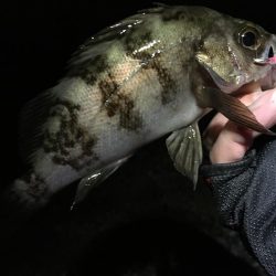 次こそ本気出す！！