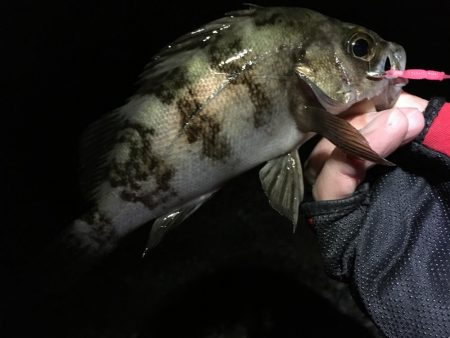 次こそ本気出す！！