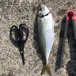 舞洲でカゴ釣り