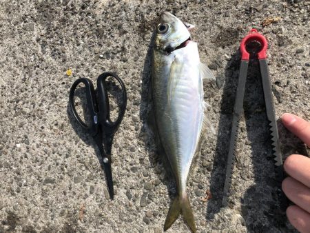 舞洲でカゴ釣り