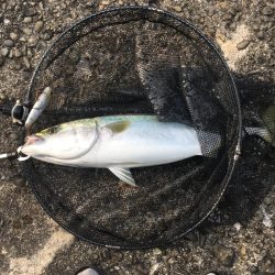 まだいたブリ(笑)エースの最後