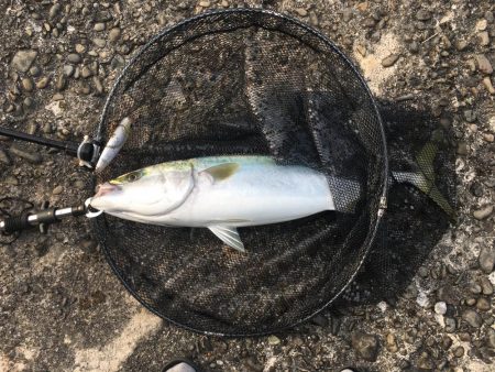 まだいたブリ（笑）エースの最後