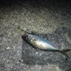 プラッギングメバル