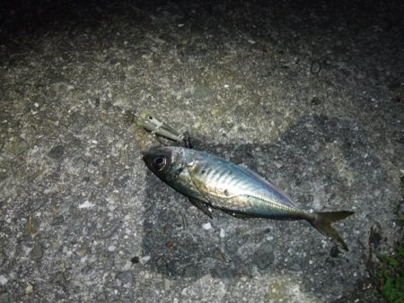 プラッギングメバル