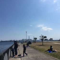 クラゲ時々カレイ