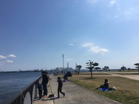 クラゲ時々カレイ