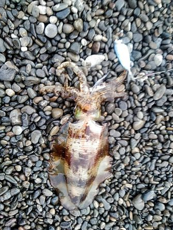 久しぶりキロアップです!!