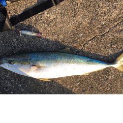 ホッパーでまさかの80cmブリ