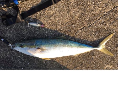 ホッパーでまさかの80cmブリ