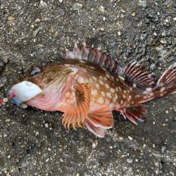 和歌浦でガシラ狙い