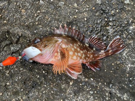 和歌浦でガシラ狙い