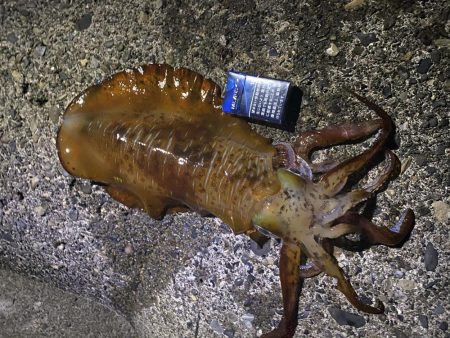 春　アオリイカ君