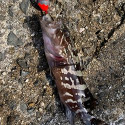 和歌浦漁港で穴釣り