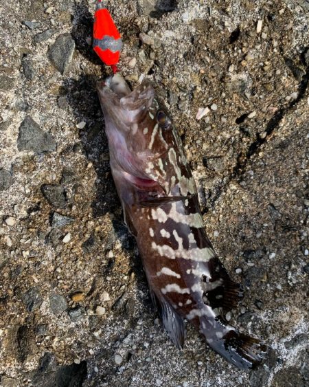 和歌浦漁港で穴釣り