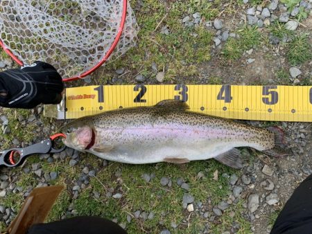 王禅寺フィッシュ