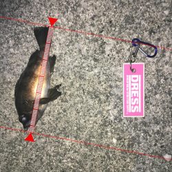 連日メバリング