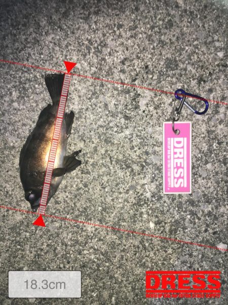 連日メバリング