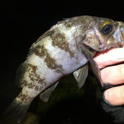 激渋っレイニーメバリング!