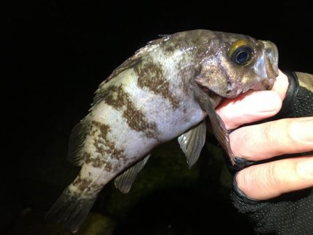 激渋っレイニーメバリング!