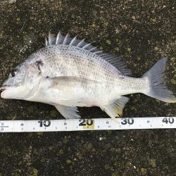 ステッピングはしんどいけど楽しい