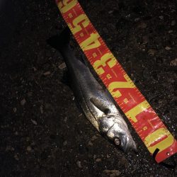 円山川河口シーバス