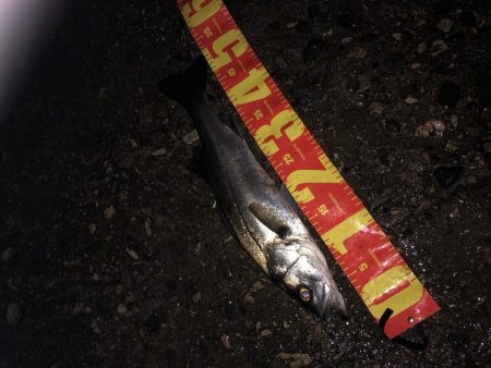 円山川河口シーバス