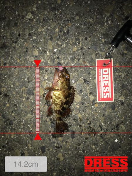 3月2日やっとキャッチ