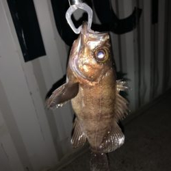 シーバスからメバル