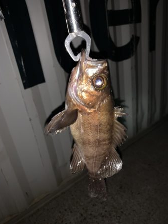 シーバスからメバル