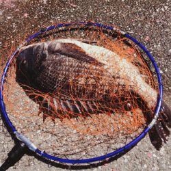 黒鯛　爆釣　海は大荒れ