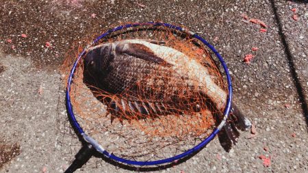 黒鯛　爆釣　海は大荒れ