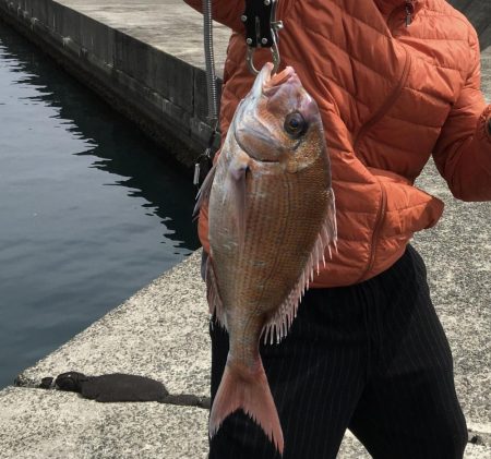 堤防からの真鯛