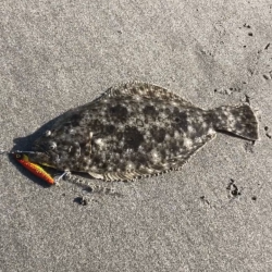 初サーフで良型のヒラメ