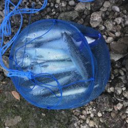 良型サバ　爆釣