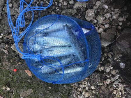 良型サバ　爆釣