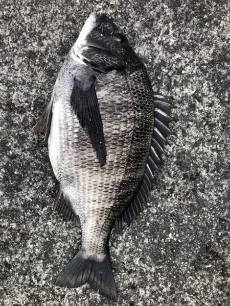 イチノ兄弟、釣果!