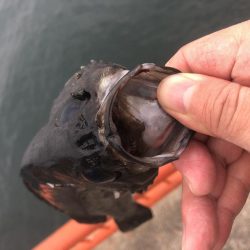 初めてのメバルゲット