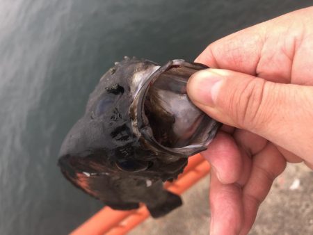 初めてのメバルゲット