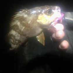 ホンマついてない…