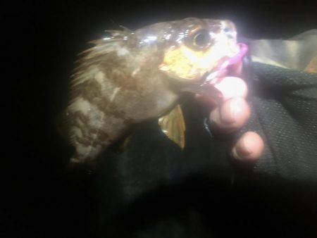 ホンマついてない…