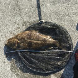 青物いなくなったし