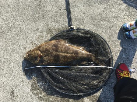 青物いなくなったし