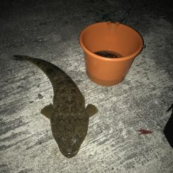 メバル調査のはずがまさかの